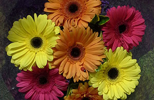 Bouquet of Gerberas