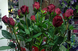 Dozen Long Stem Roses