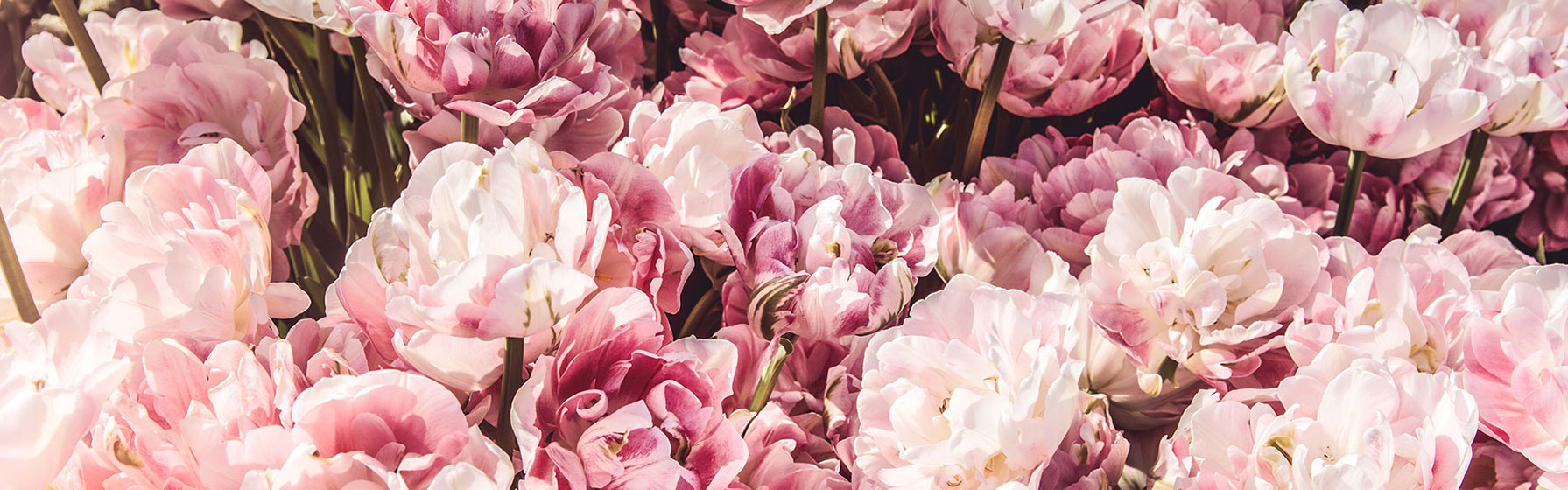 Pink Flowers